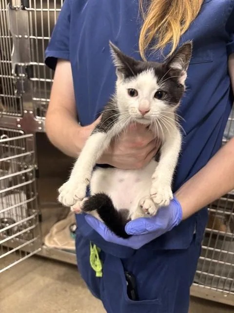 Dora