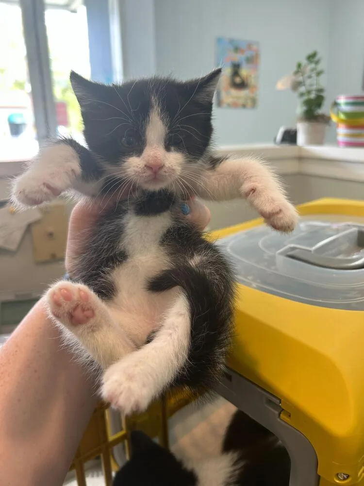 A baby medium-sized male Black & White / Tuxedo Domestic Short Hair cat named Schuyler for adoption in North Brunswick, NJ