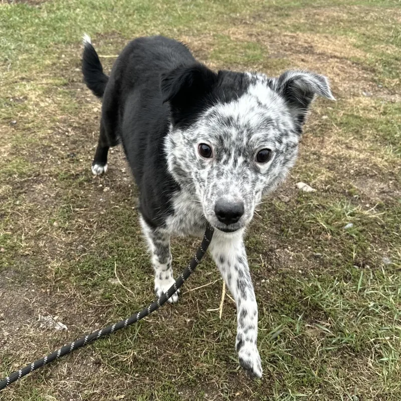 A young medium-sized male Black Australian Cattle Dog / Blue Heeler dog named Skippy for adoption in Wadena, MN