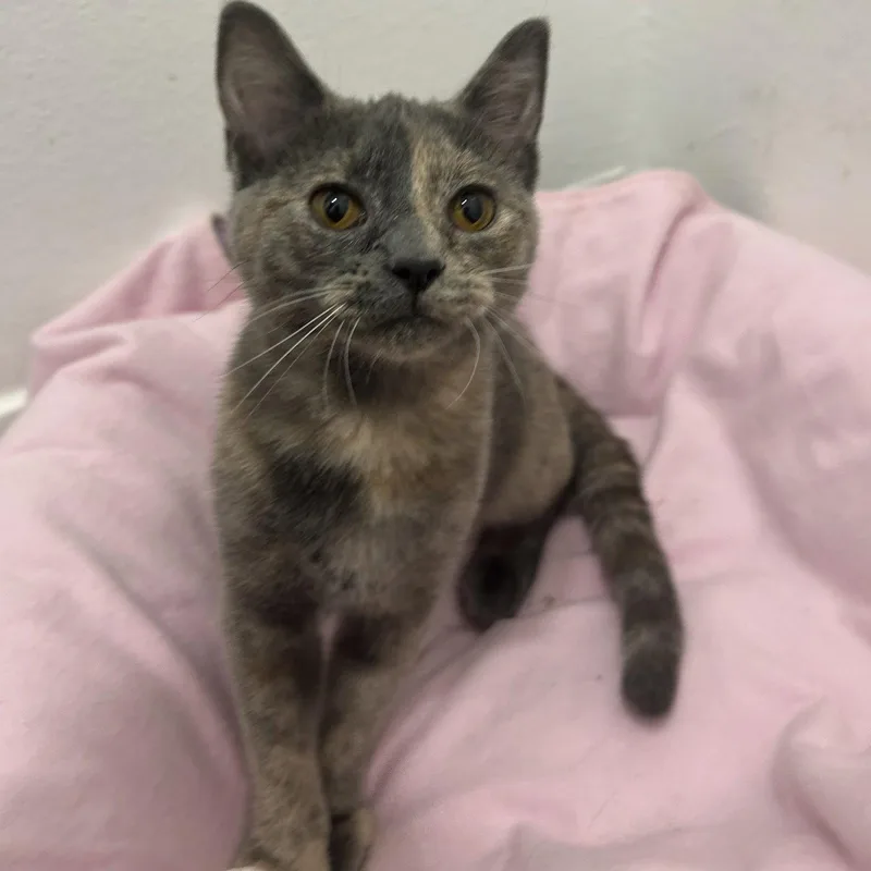 A baby medium-sized female Dilute Tortoiseshell cat named Harlow for adoption in Garland, TX