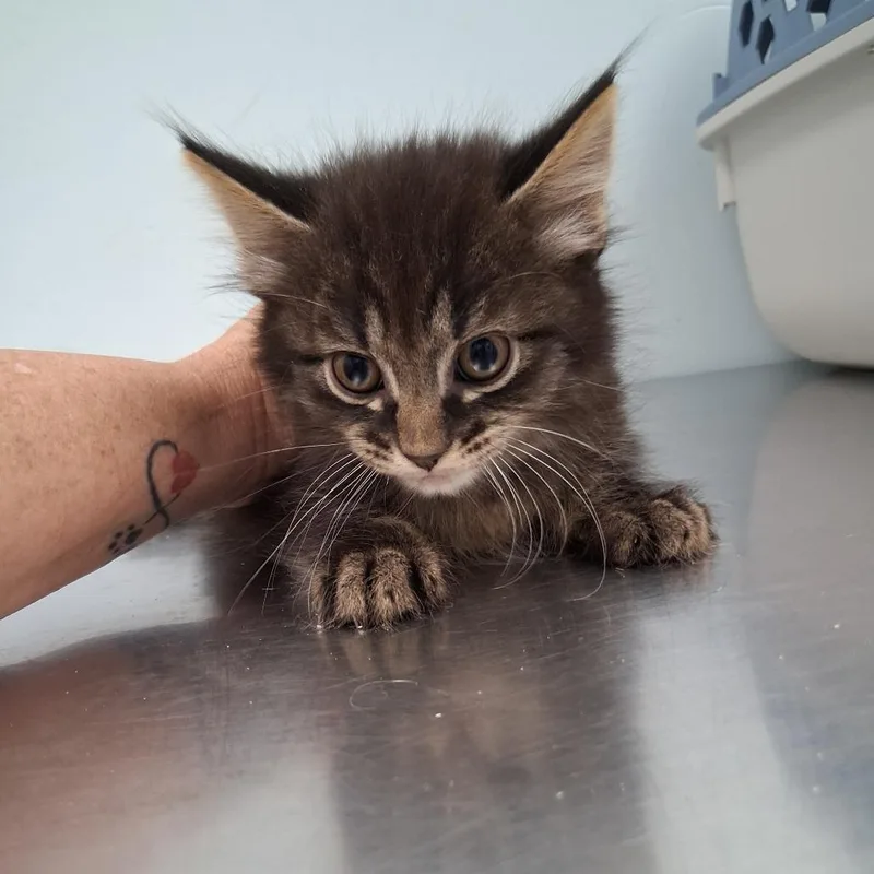 A baby small-sized male Black Domestic Medium Hair cat named Fettuccine for adoption in Fort Smith, AR