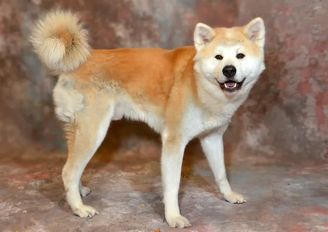 An adult large-sized male Akita dog named Hachi for adoption in West Valley City, UT