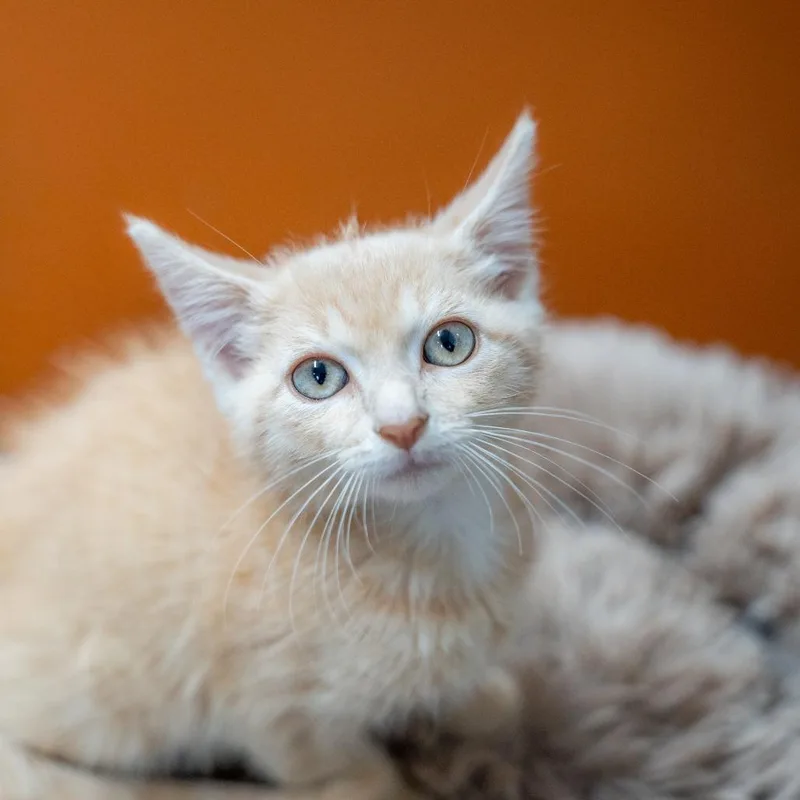 A baby small-sized male Domestic Short Hair cat named Tangelo for adoption in Gainesville, GA
