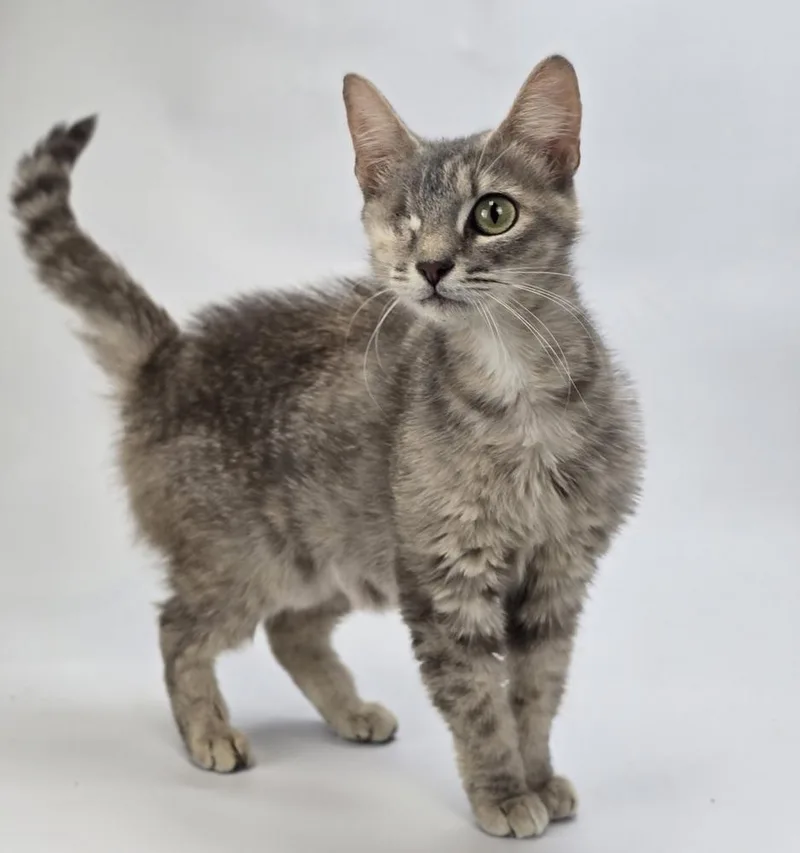 An adult medium-sized female Gray / Blue / Silver Domestic Short Hair cat named Jen Ovni for adoption in Sedalia, CO