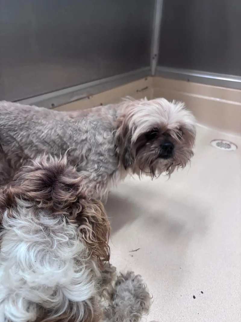 An adult medium-sized female Yellow / Tan / Blond / Fawn Shih Tzu dog named Minnie for adoption in Burgaw, NC