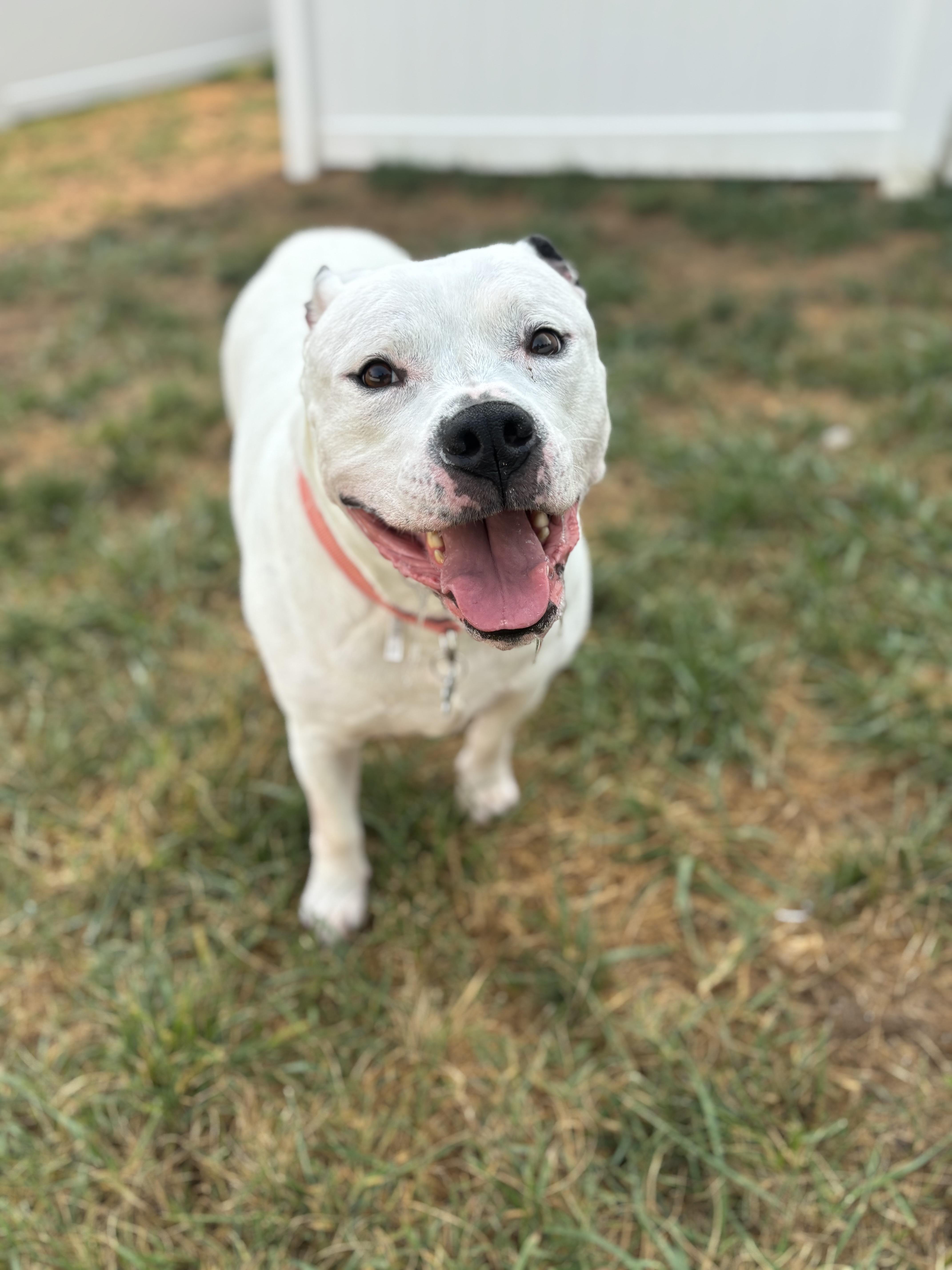 An adult large-sized male White / Cream Pit Bull Terrier dog named Big Mac for adoption in Felton, PA