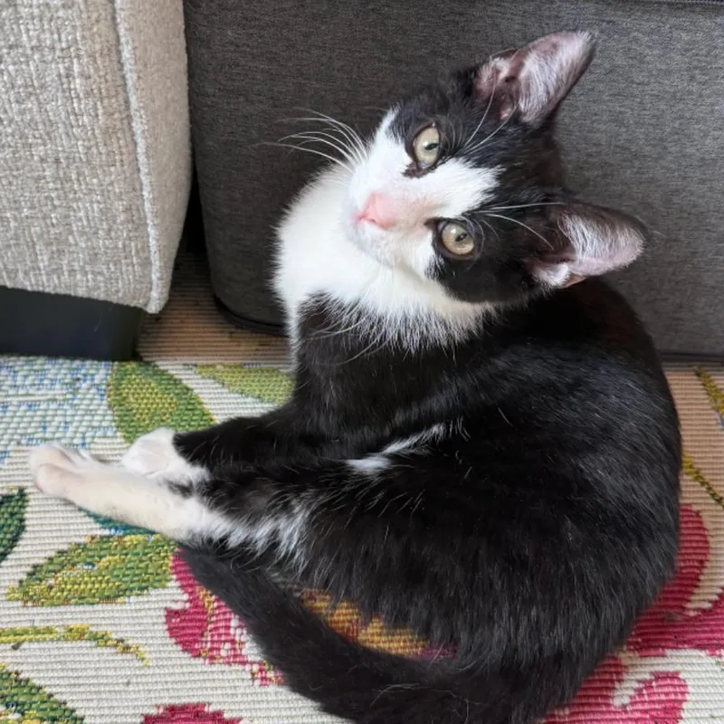 A baby medium-sized male Black & White / Tuxedo Tuxedo cat named Brian for adoption in Hyattsville, MD