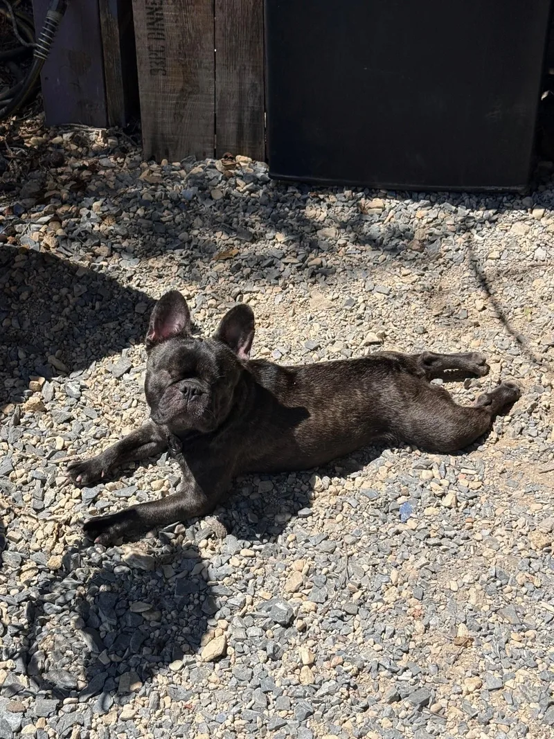 An adult small-sized female Black French Bulldog dog named Della for adoption in Cornelius, NC