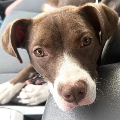 A young medium-sized female Mixed Breed dog named Layla for adoption in Washington, DC