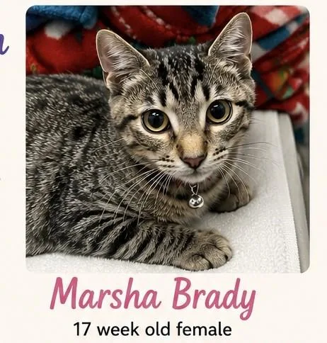A young small-sized female Tabby (Brown / Chocolate) Domestic Short Hair cat named Marsha Brady for adoption in Nashville, TN
