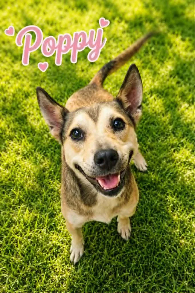 A young small-sized female Shepherd dog named Poppy for adoption in Livingston, LA
