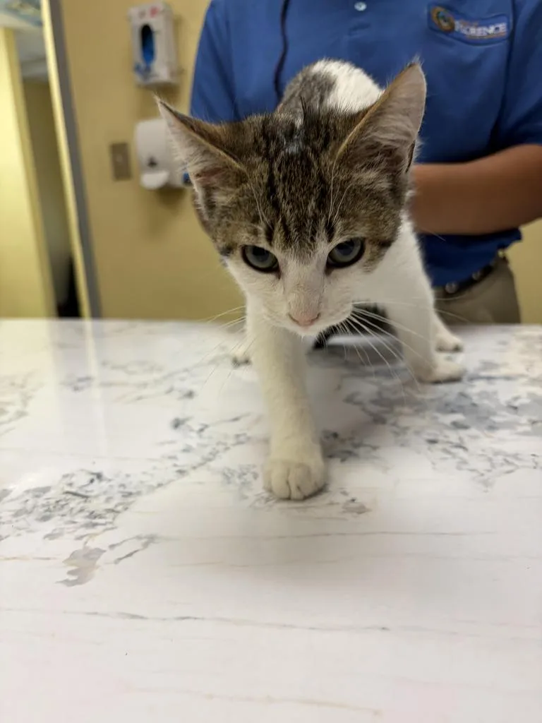 A baby medium-sized male Domestic Short Hair cat named Sleestak for adoption in Florence, SC