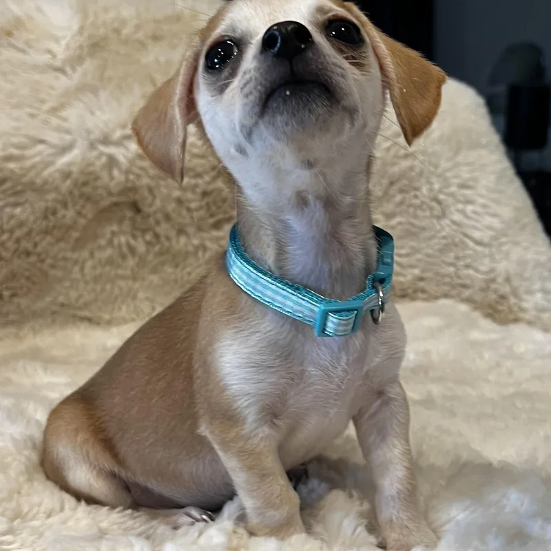 A baby small-sized male Chihuahua dog named Pluto for adoption in Martinez, CA