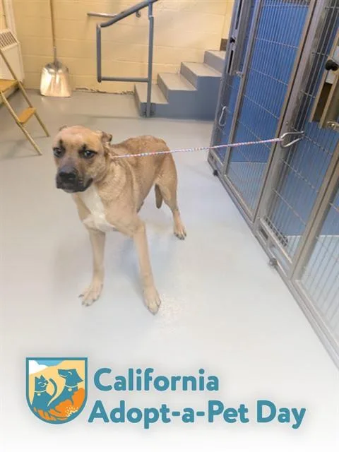 A young medium-sized male Boxer dog named Max for adoption in South Lake Tahoe, CA