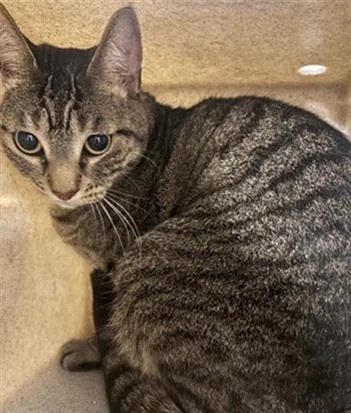 An adult medium-sized female Domestic Short Hair cat named Flower for adoption in Camarillo, CA