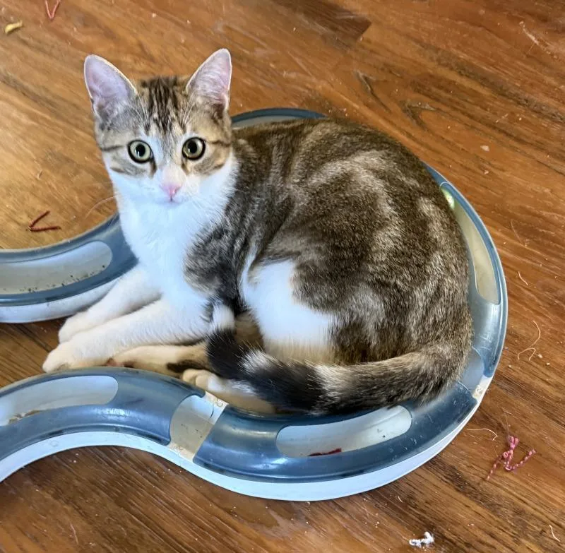 Squeakers thumbnail 2