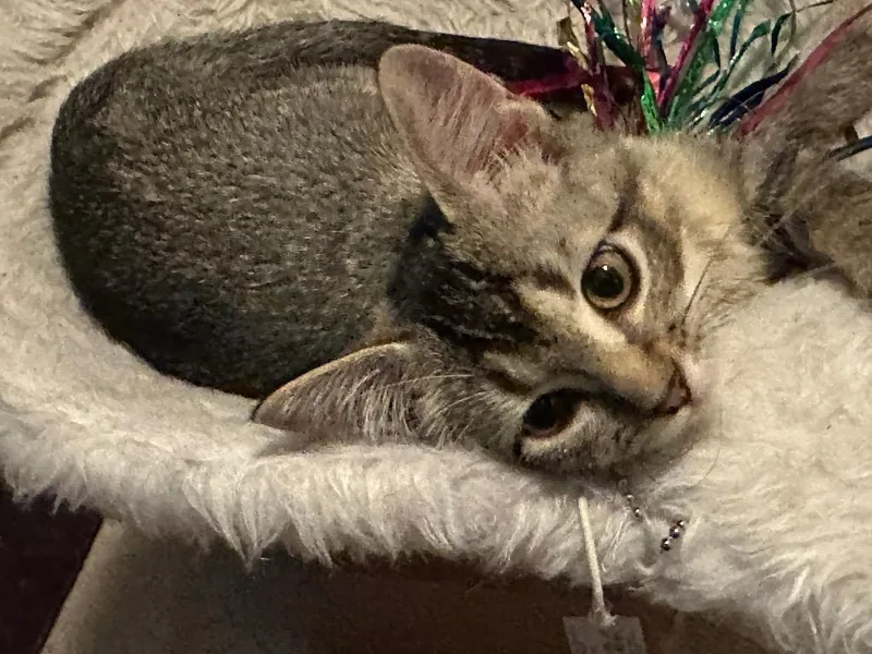 A baby small-sized female Domestic Short Hair cat named Nicolette for adoption in Minnetonka, MN