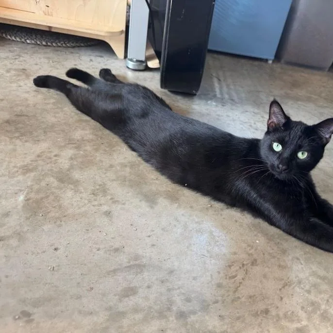 A young medium-sized female Black Domestic Short Hair cat named Princess Void for adoption in Tulsa, OK
