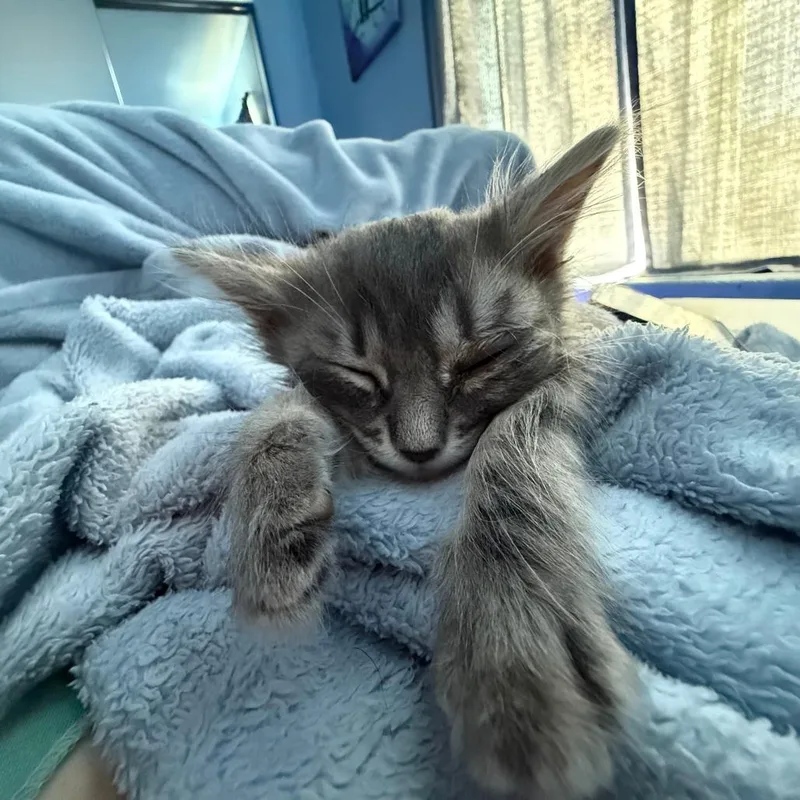 A baby small-sized female Domestic Medium Hair cat named Sora for adoption in San Diego, CA