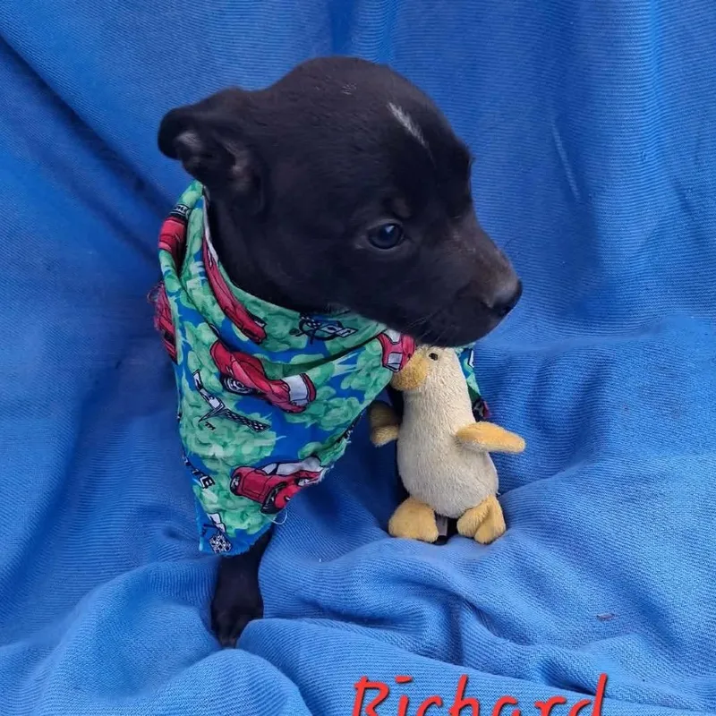 A baby medium-sized male Black Labrador Retriever dog named Richard for adoption in Ferndale, MI