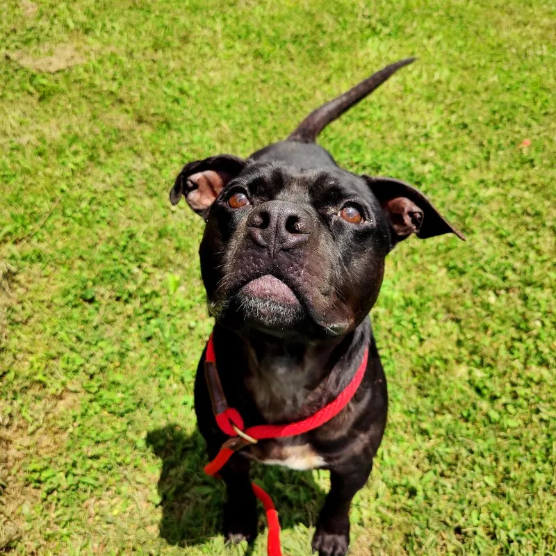 An adult medium-sized male Black Mixed Breed dog named Dave for adoption in Chattanooga, TN