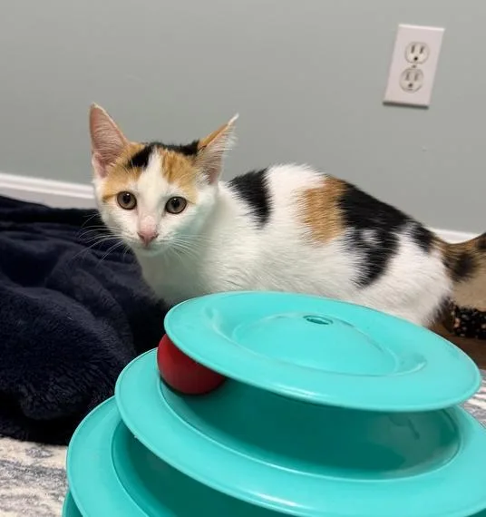 A baby small-sized female Black & White / Tuxedo Domestic Short Hair cat named Ms. Beady for adoption in Woodbridge, VA