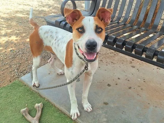 A young large-sized male Pit Bull Terrier dog named Wiley for adoption in Mesa, AZ