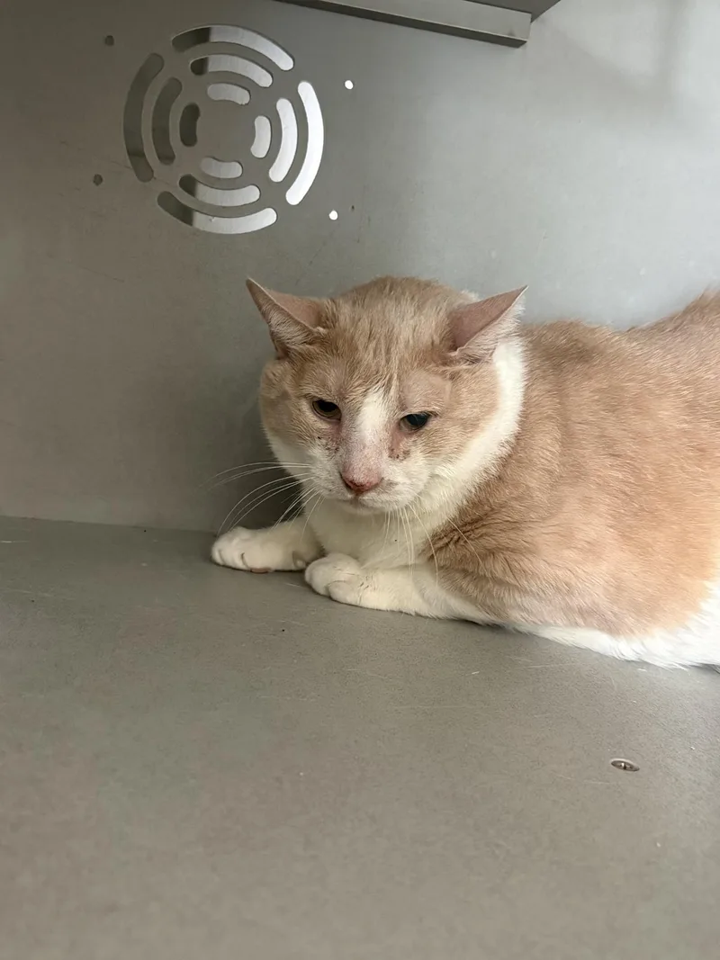 An adult medium-sized male Orange & White Domestic Short Hair cat named Bibi for adoption in Vernon, NJ
