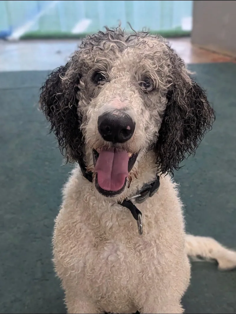 An adult medium-sized male Poodle dog named Bandit for adoption in Fairfield, NJ