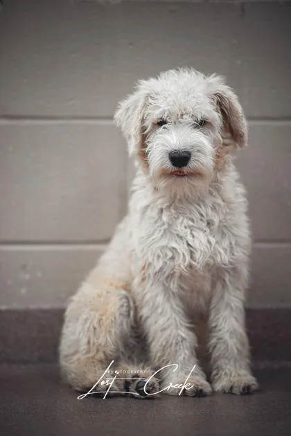 An adult small-sized male Schnauzer dog named Lilo for adoption in Kalispell, MT