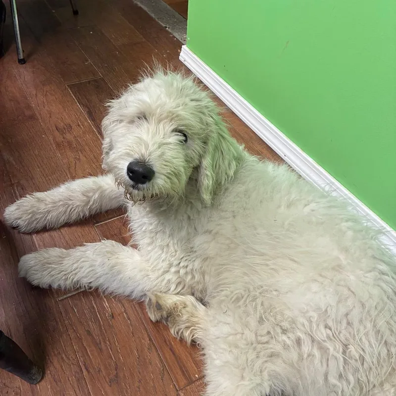 Pablo Escobark thumbnail 2