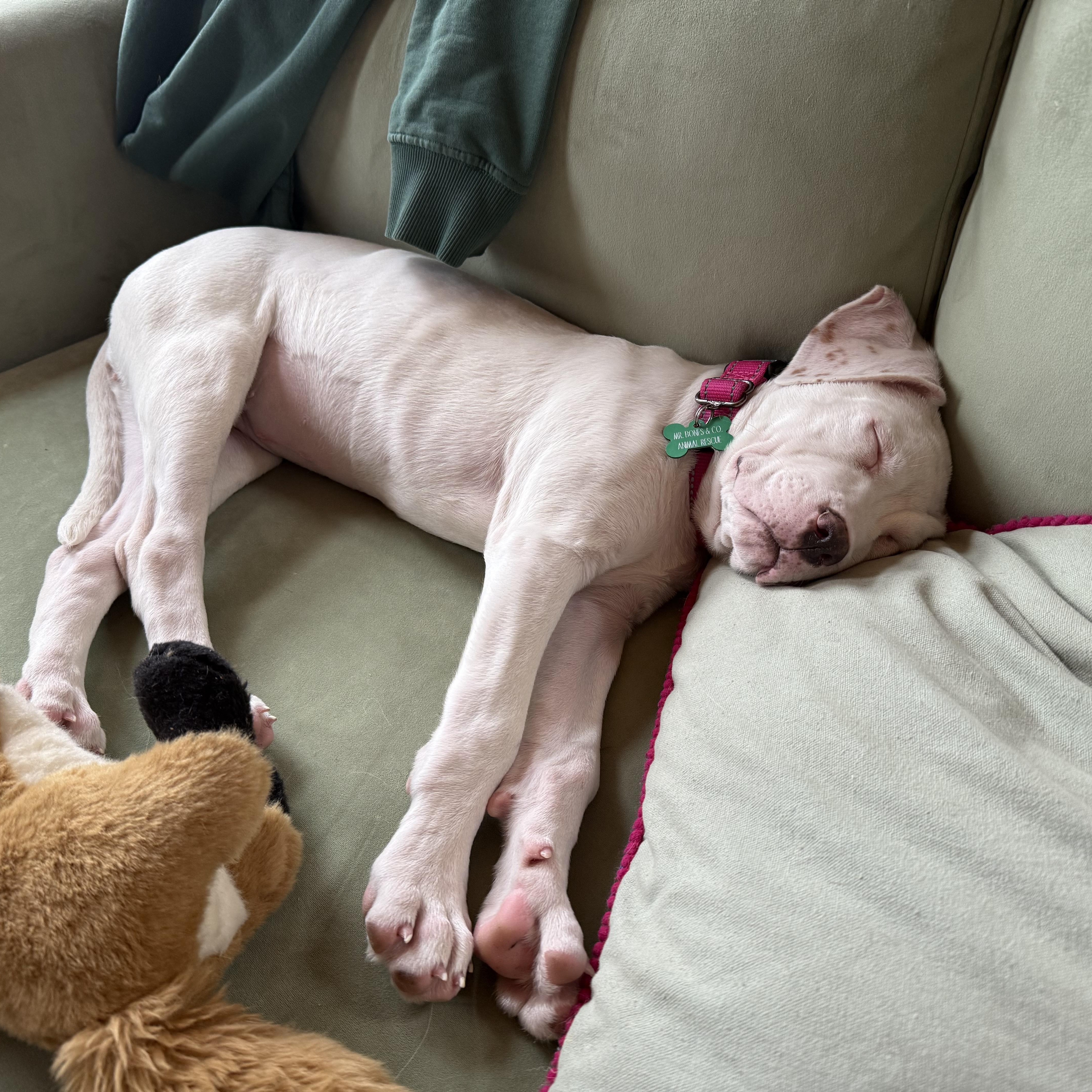 A baby medium-sized female Apricot / Beige Mixed Breed dog named Baby Millie! for adoption in New York, NY