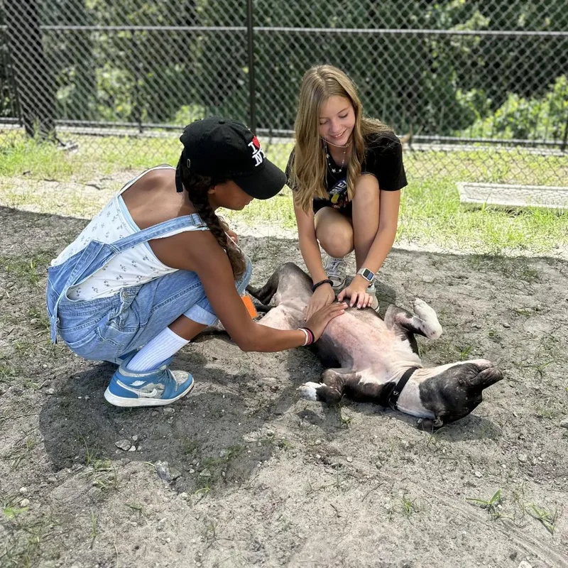 An adult medium-sized female Black Mixed Breed dog named Gemma for adoption in Jacksonville, FL