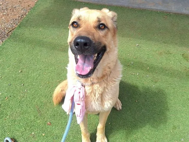 A young large-sized male German Shepherd Dog dog named Enzo for adoption in Phoenix, AZ