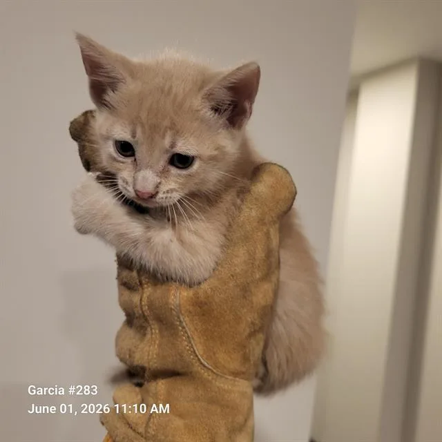 A baby small-sized male Domestic Short Hair cat named Stefan for adoption in San Antonio, TX