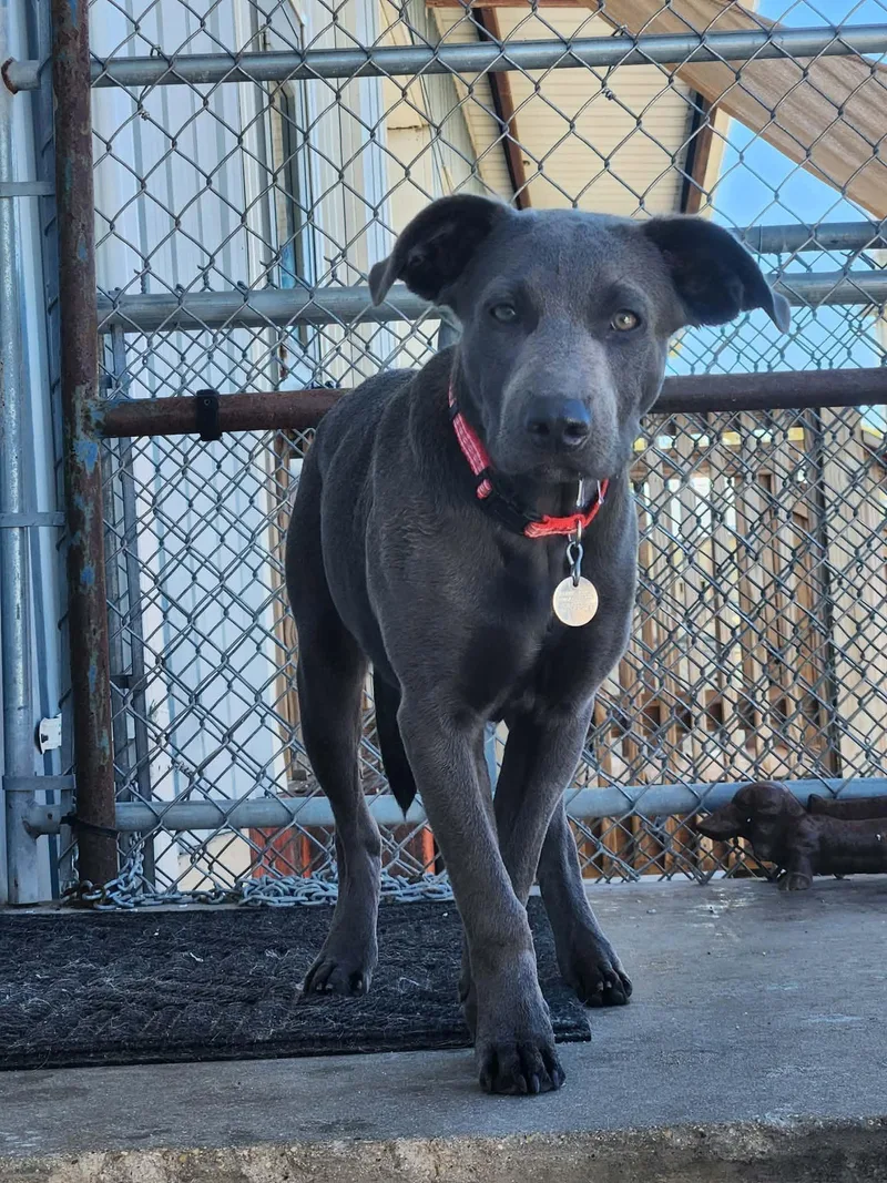 A baby medium-sized male Labrador Retriever dog named Silver for adoption in La Salle, IL
