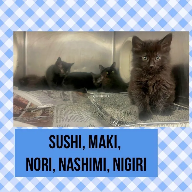 An adult medium-sized female Black Domestic Short Hair cat named Sushi for adoption in Wheeling, IL