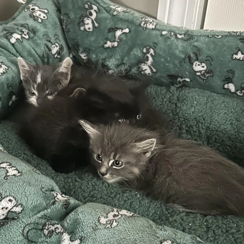 A baby small-sized female Domestic Long Hair cat named Lilac for adoption in Springfield, MA