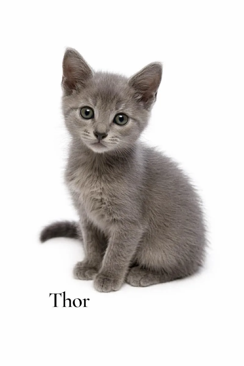 A baby medium-sized male Gray / Blue / Silver Domestic Short Hair cat named Thor for adoption in Stevensville, MI