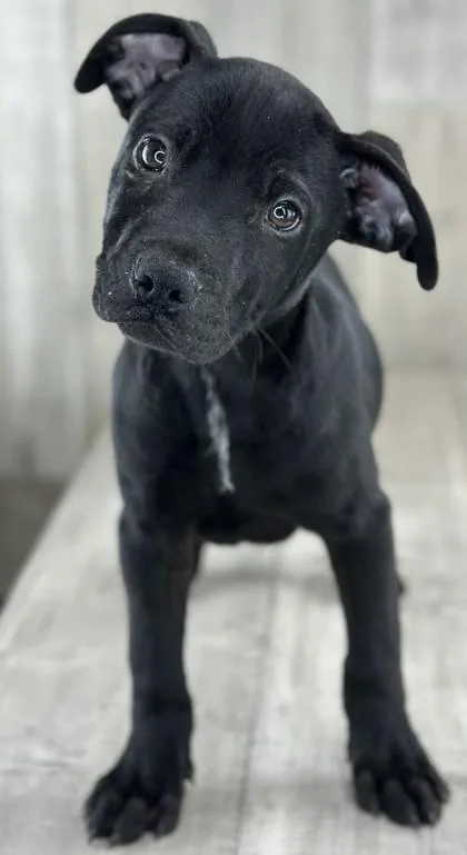 Astro