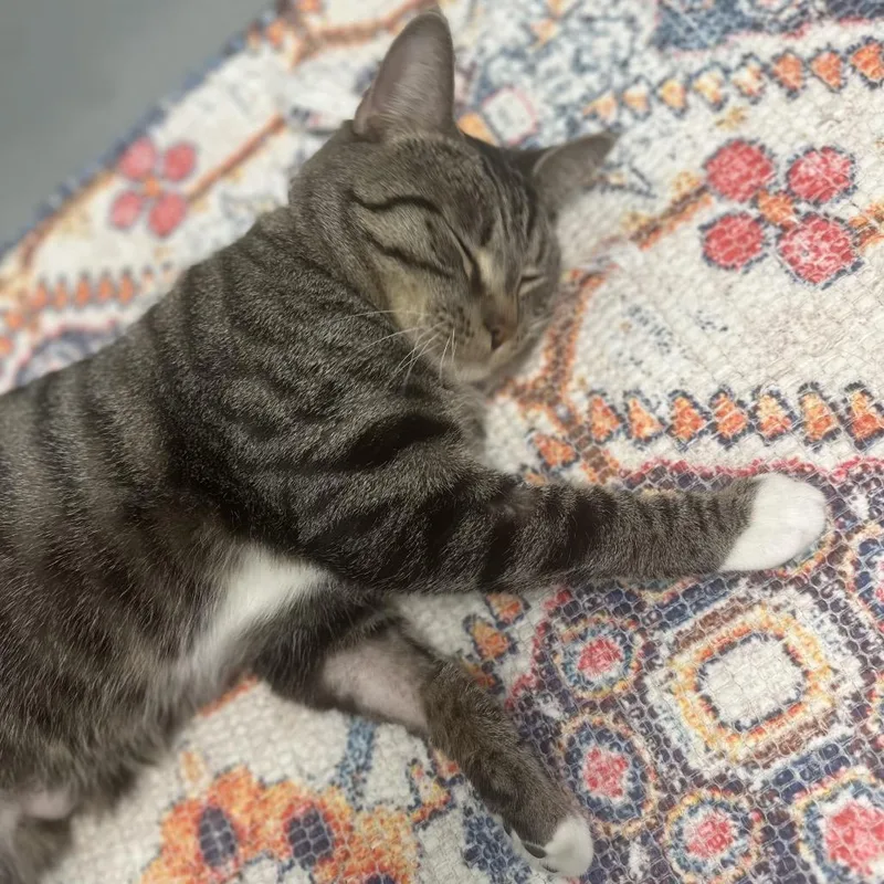 An adult large-sized male Brown / Chocolate Domestic Short Hair cat named Kuro for adoption in Naples, FL