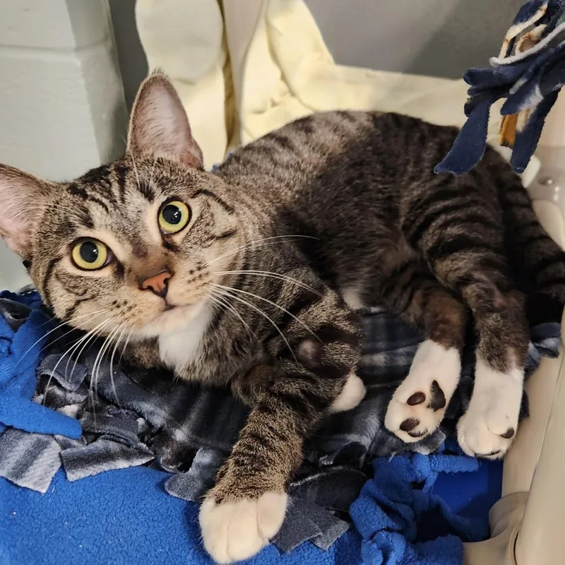 Kuro thumbnail 6