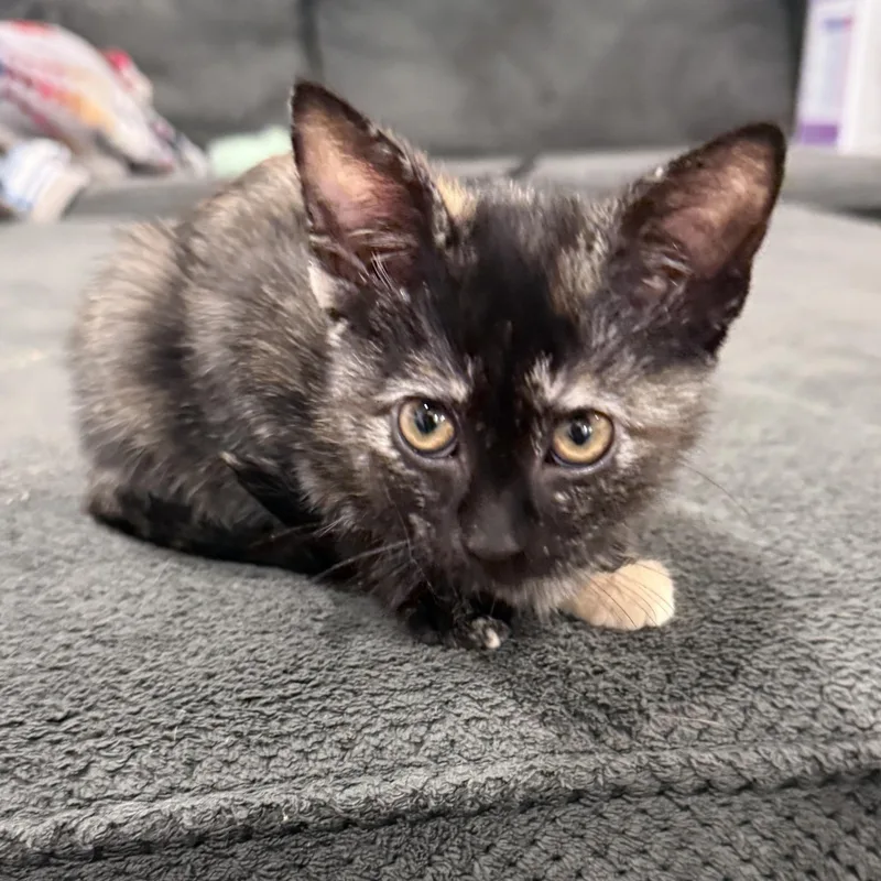 A baby medium-sized female Tortoiseshell Domestic Short Hair cat named Uberta for adoption in Midvale, UT