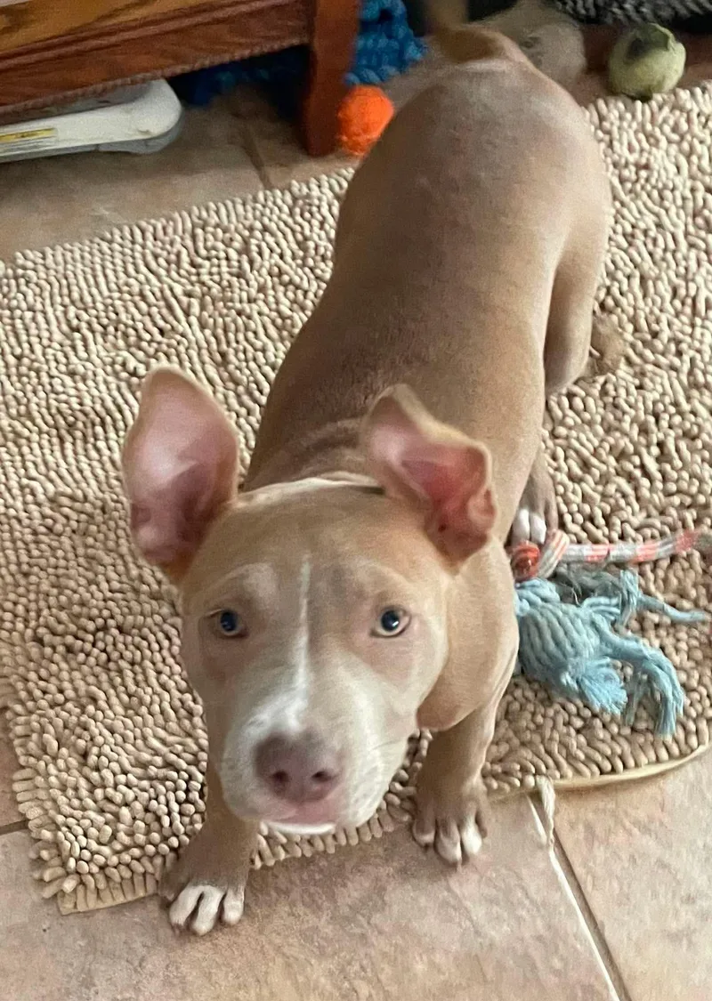 Kali