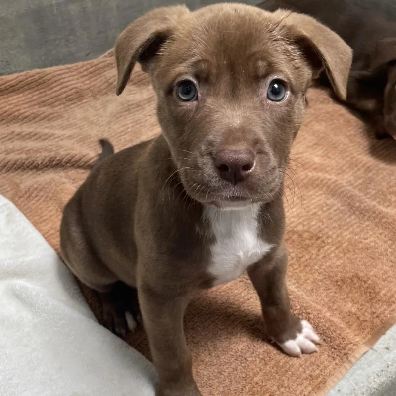 A baby small-sized female Brown / Chocolate Labrador Retriever dog named Nutmeg for adoption in Hawthorne, CA