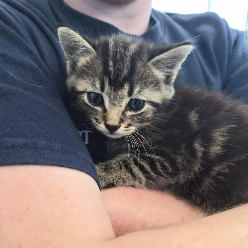 A baby small-sized female Brown / Chocolate Domestic Short Hair cat named Bree for adoption in Montgomery, AL