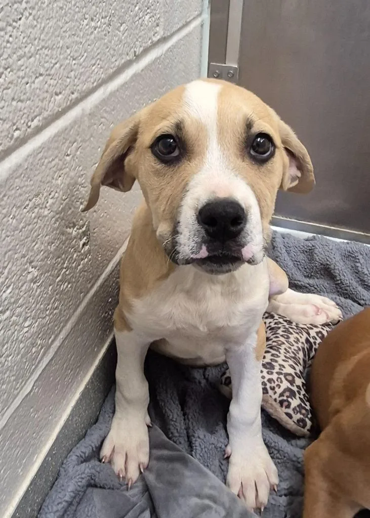 A baby medium-sized male Labrador Retriever dog named Conway “twittytail” Woofman for adoption in East Ridge, TN