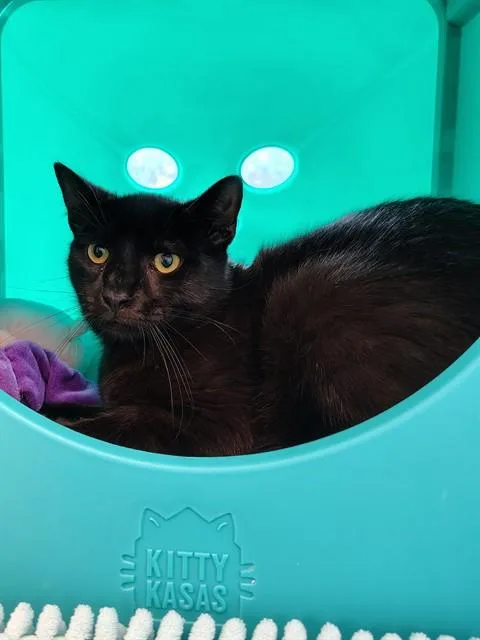 A young medium-sized male Domestic Short Hair cat named Rock for adoption in Leesburg, VA