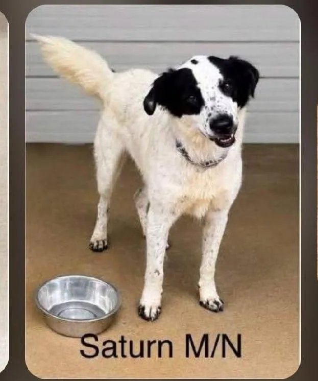 An adult medium-sized male White / Cream Mixed Breed dog named Saturn  arriving  for adoption in Chardon, OH
