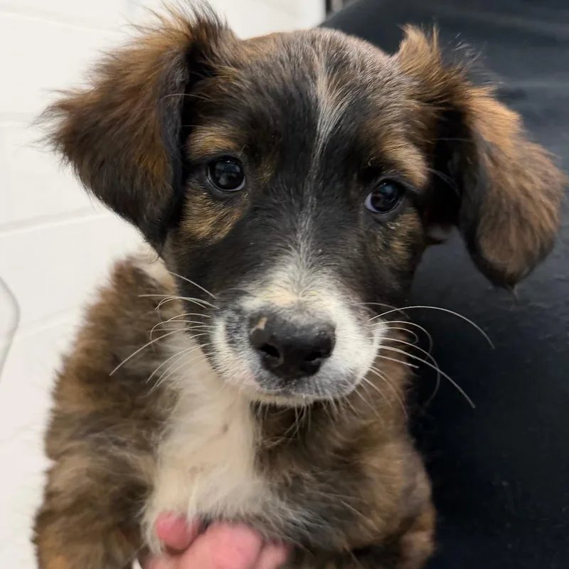 A baby medium-sized male Black Mixed Breed dog named Angus for adoption in Ardmore, OK